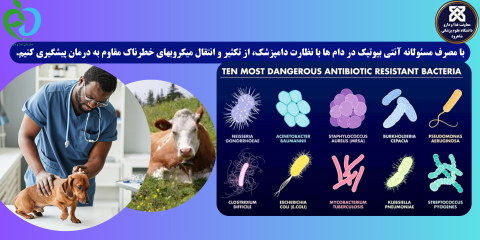 با مصرف مسئولانه آنتی بیوتیک در دام ها با نظارت دامپزشک، از تکثیر و انتقال میکروبهای خطرناک مقاوم به درمان پیشگیری کنیم.