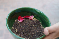 وداع دانشگاهیان علوم پزشکی شاهرود با لاله گمنام دفاع مقدس