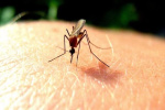 Iran on the path to eliminating local transmission of malaria