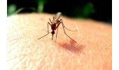 Iran on the path to eliminating local transmission of malaria