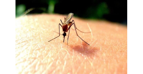 Iran on the path to eliminating local transmission of malaria